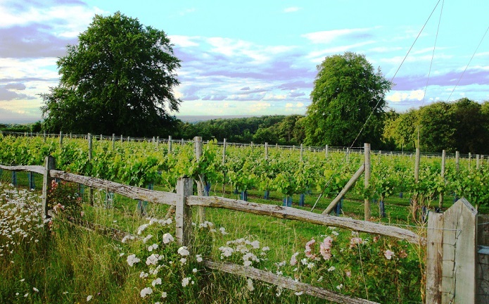 High Clandon Estate Vineyard in summer 2